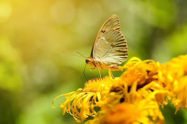 Mariposa en una flor silvestre — Foto de Stock