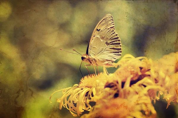 Vintage photo of a butterfly — Stock Photo, Image