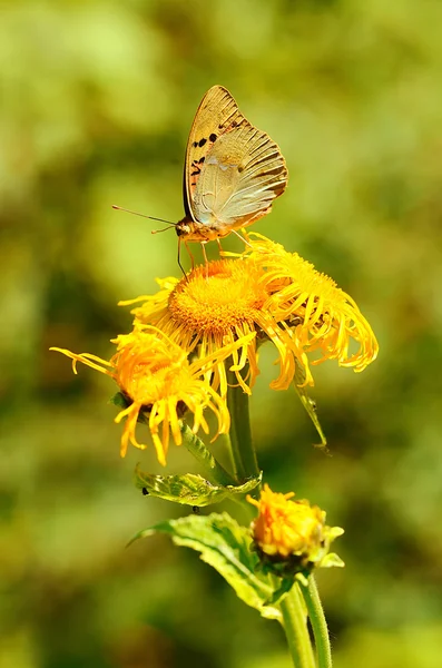 一朵野花上的蝴蝶 — 图库照片