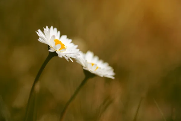 Close up photo of beautiful daisy — Stock Photo, Image