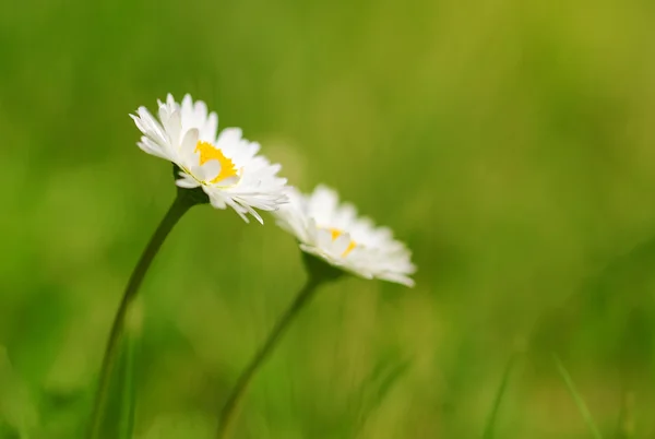 Kwiaty daisy — Zdjęcie stockowe