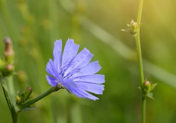 Closeup photo of a blue wildflower — Stock Photo, Image