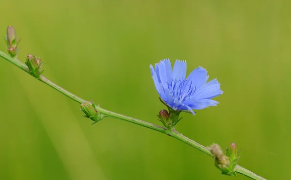 Foto primo piano di un fiore selvatico blu — Foto Stock