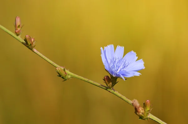 Mavi kır çiçeği ait closeup fotoğraf — Stok fotoğraf