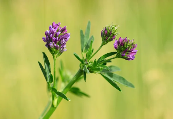 Closeup photo of a purple wildflower — Stock Photo, Image