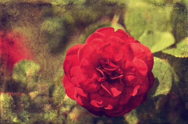 Foto vintage di un fiore di rosa — Foto Stock