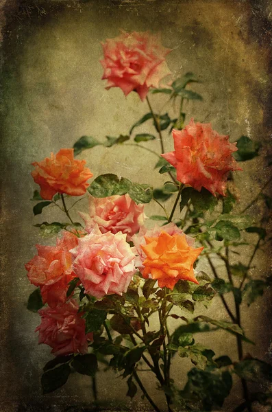 Vintage photo of a roses — Stock Photo, Image