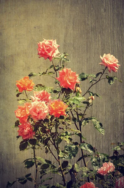 Foto vintage di una rosa — Foto Stock