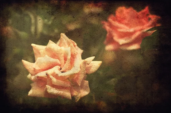 Vintage foto av en rosor — Stockfoto