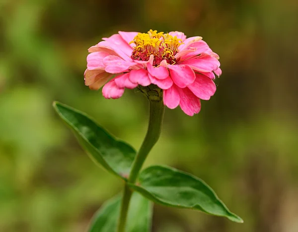 Primeros planos de una flor rosa — Foto de Stock