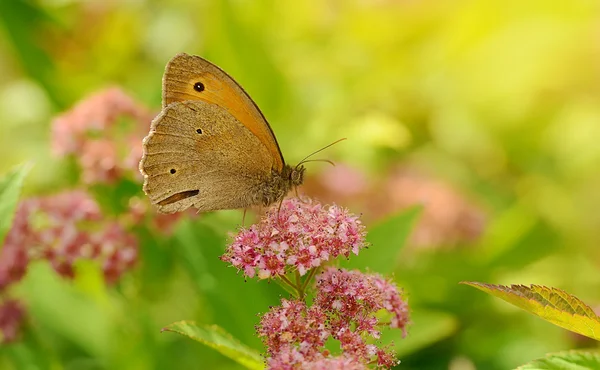 Mariposa descansando sobre una flor silvestre —  Fotos de Stock