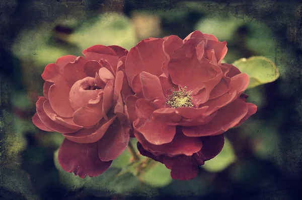 Vintage φωτογραφία του ένα τριαντάφυλλα — Φωτογραφία Αρχείου