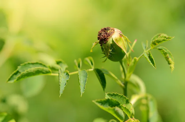 Closeup photo of unripe rosehip berry — Stock Photo, Image