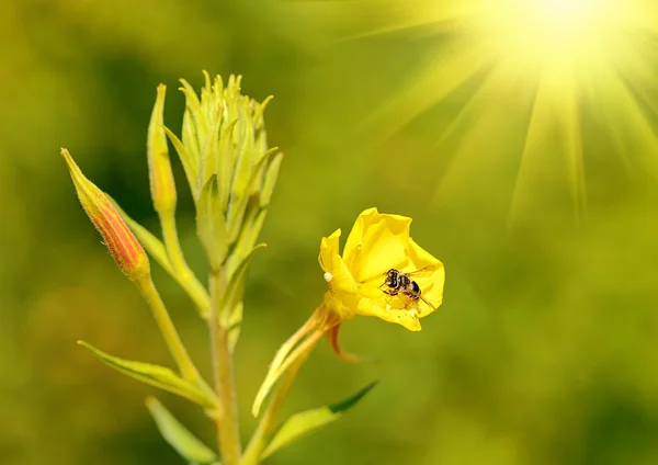 Μέλισσα πάνω ένα κίτρινο αγριολούλουδα — Φωτογραφία Αρχείου