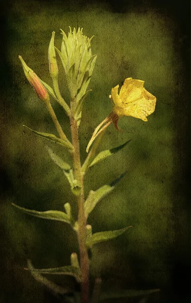 Jahrgangsfoto einer gelben Wildblume — Stockfoto