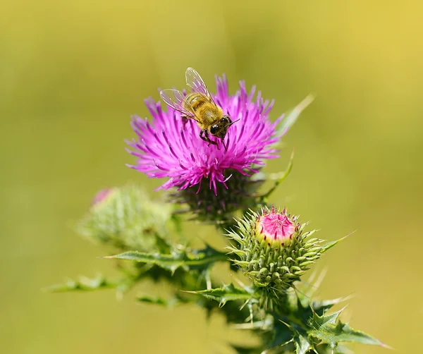 Closeup fotografie včel na bodláku wildflower — Stock fotografie