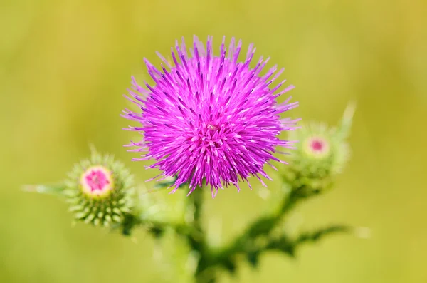 Closeup fotografie bodlák kvítek — Stock fotografie