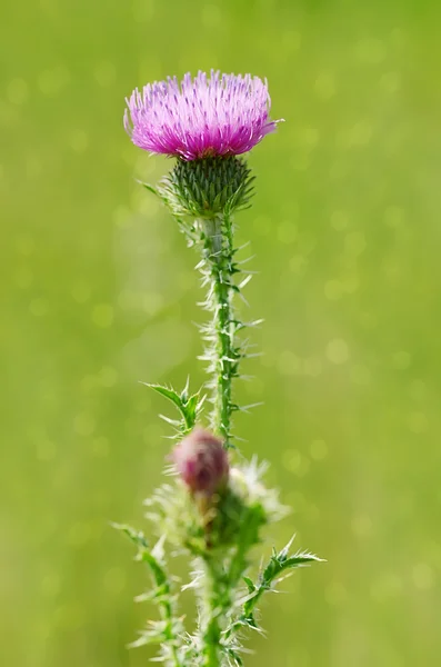 Nahaufnahme Foto einer Distel Wildblume — Stockfoto