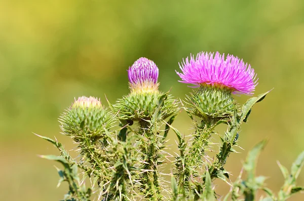 Nahaufnahme Foto einer Distel Wildblume — Stockfoto