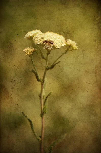 Closeup photo of a white wildflower — Stock Photo, Image