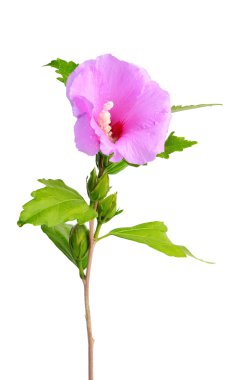 ebegümeci çiçeği beyaz izole