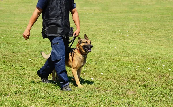 K9 polis med sin hund — Stockfoto