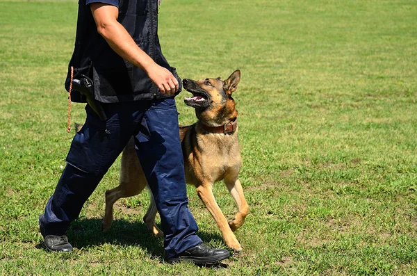 Αξιωματικός της αστυνομίας K9 με τον σκύλο του — Φωτογραφία Αρχείου