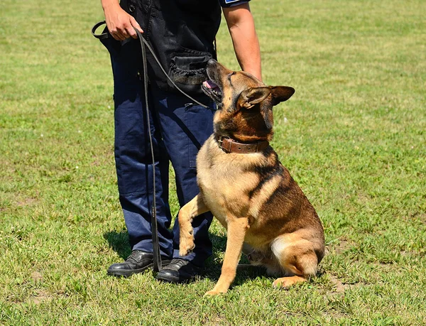 K9 politie-officier met zijn hond — Stockfoto