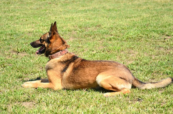 German shepherd resting — Stock Photo, Image