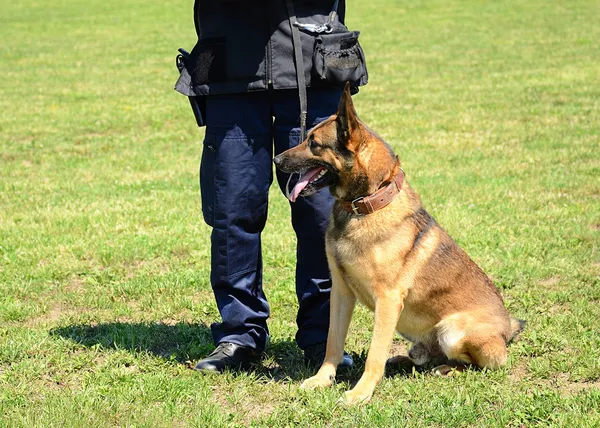 K9 polis med sin hund — Stockfoto