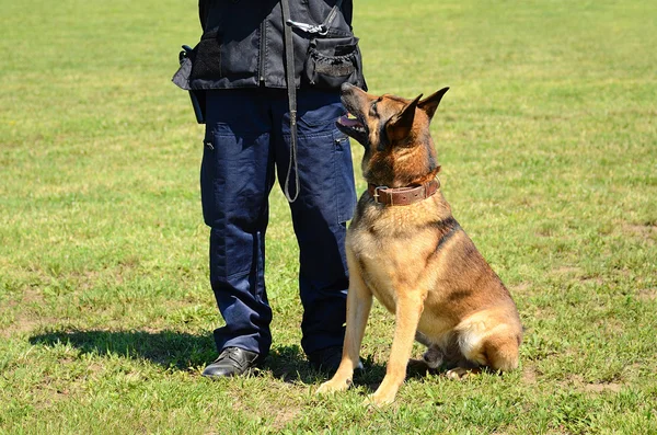 K9 polis med sin hund — Stockfoto