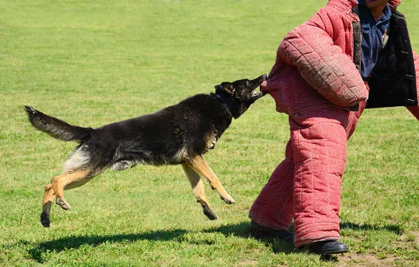 Perro K9 en entrenamiento, demostración de ataque — Foto de Stock