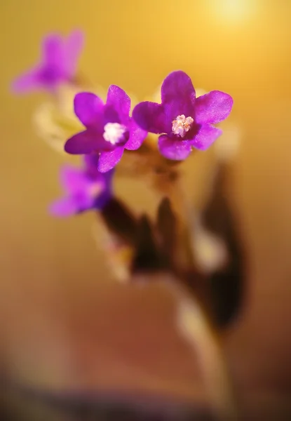 Güzel kır çiçeği çiçeği alanında — Stok fotoğraf