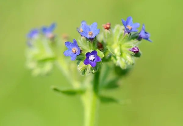 Krásný wildflower květu v poli — Stock fotografie