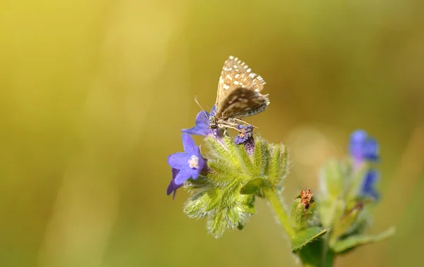 Belle fleur sauvage fleurir dans le champ — Photo