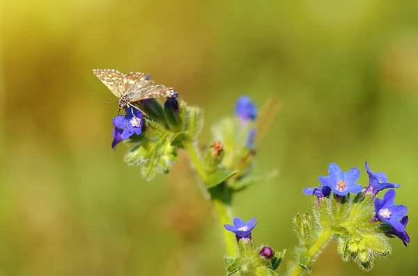 Belle fleur sauvage fleurir dans le champ — Photo