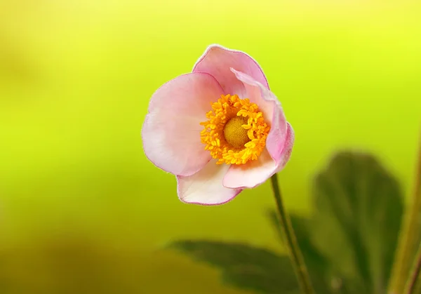 Wildflower květu v poli, detailní Foto — Stock fotografie