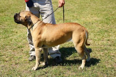 bullmastiff sahibi ile