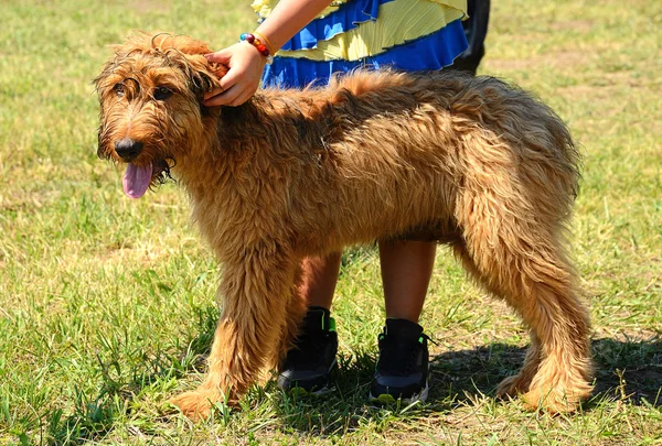 Krása pes s majitelem — Stock fotografie