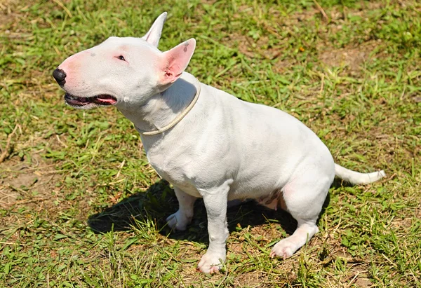 White Bull terrier — Stok Foto