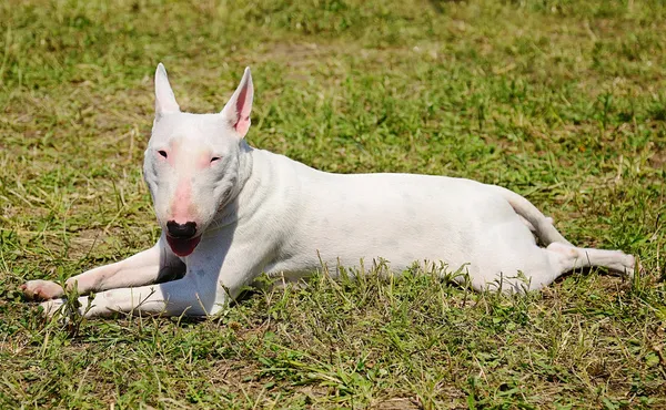 Witte Terriër van de stier — Stockfoto