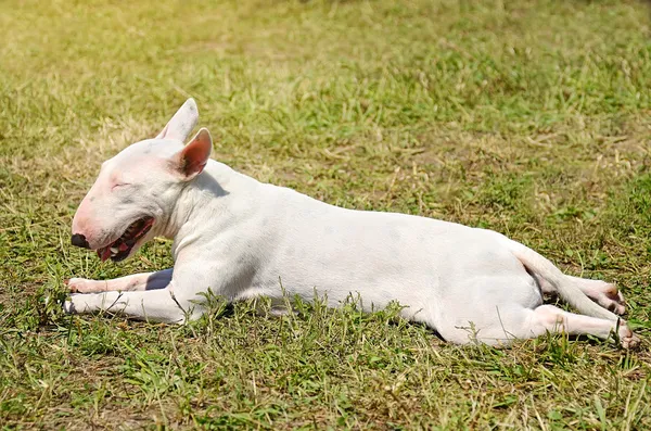 White Bull terrier — Stock Photo, Image