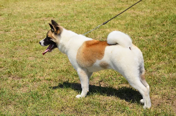 Schönheit akita inu Hund — Stockfoto