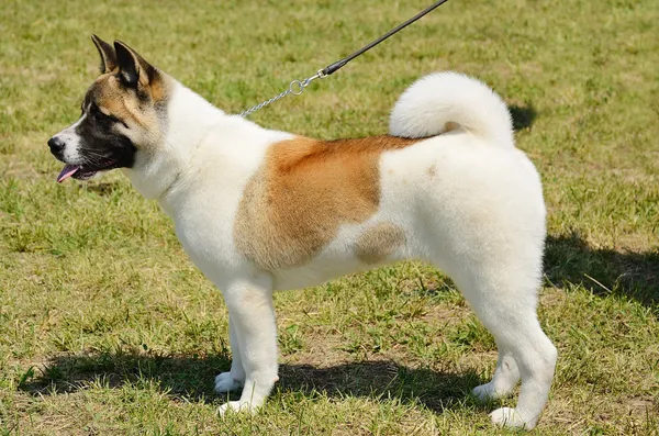 Belleza Akita Inu perro —  Fotos de Stock
