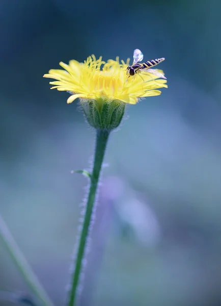 Abeja descansando sobre diente de león de belleza en la noche —  Fotos de Stock