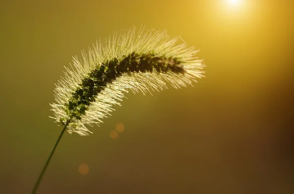 Steppe d'herbe épaisse au coucher du soleil — Photo