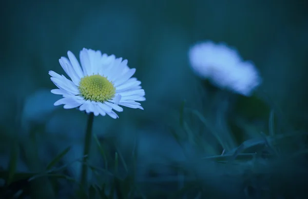 Nahaufnahme Gänseblümchen Blume in der Nacht — Stockfoto