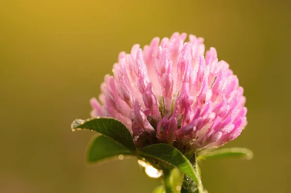 Foto de primer plano de una flor de trébol con — Foto de Stock