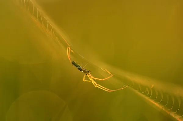 Närbild foto av en spindel — Stockfoto