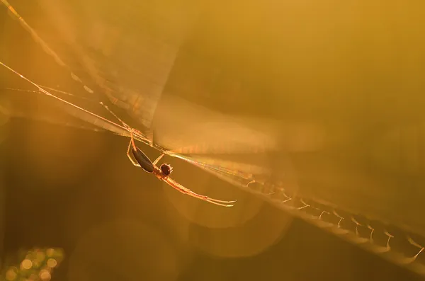Фотография паука крупным планом — стоковое фото